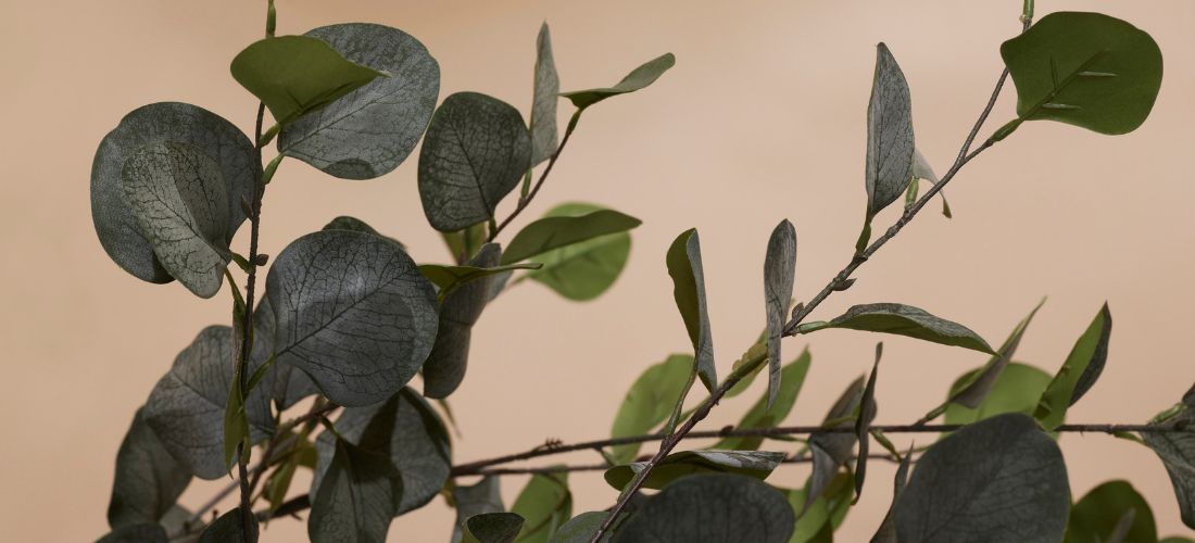 Waarom een echte eucalyptusboom het moeilijk heeft binnenshuis
