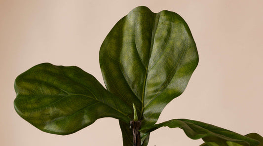 Onze top 5 grote kunstplanten voor 2026