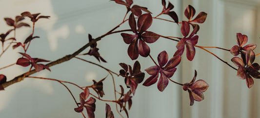 Kunstboom Tropaeolum is de luchtige kamerplant die elk interieur verfijnt
