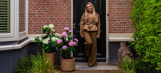 Hortensia's: alles over deze populaire bloem én het perfecte alternatief