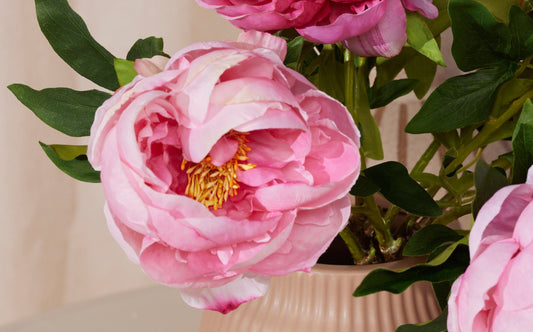 Wat is het verschil tussen pioenrozen en pioentulpen?