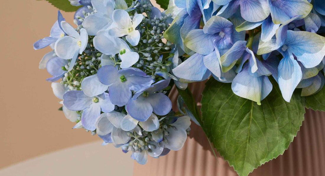 De hortensia (of hydrangae) verovert al jaren de harten van bloemenliefhebbers