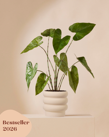 Kunstpflanze Alocasia zebrina 75 cm