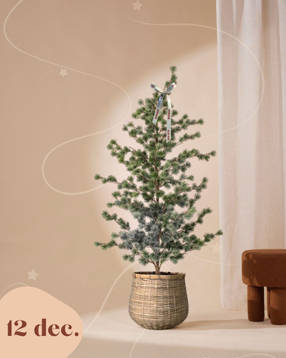 Denneboom 150 cm (pre-order)