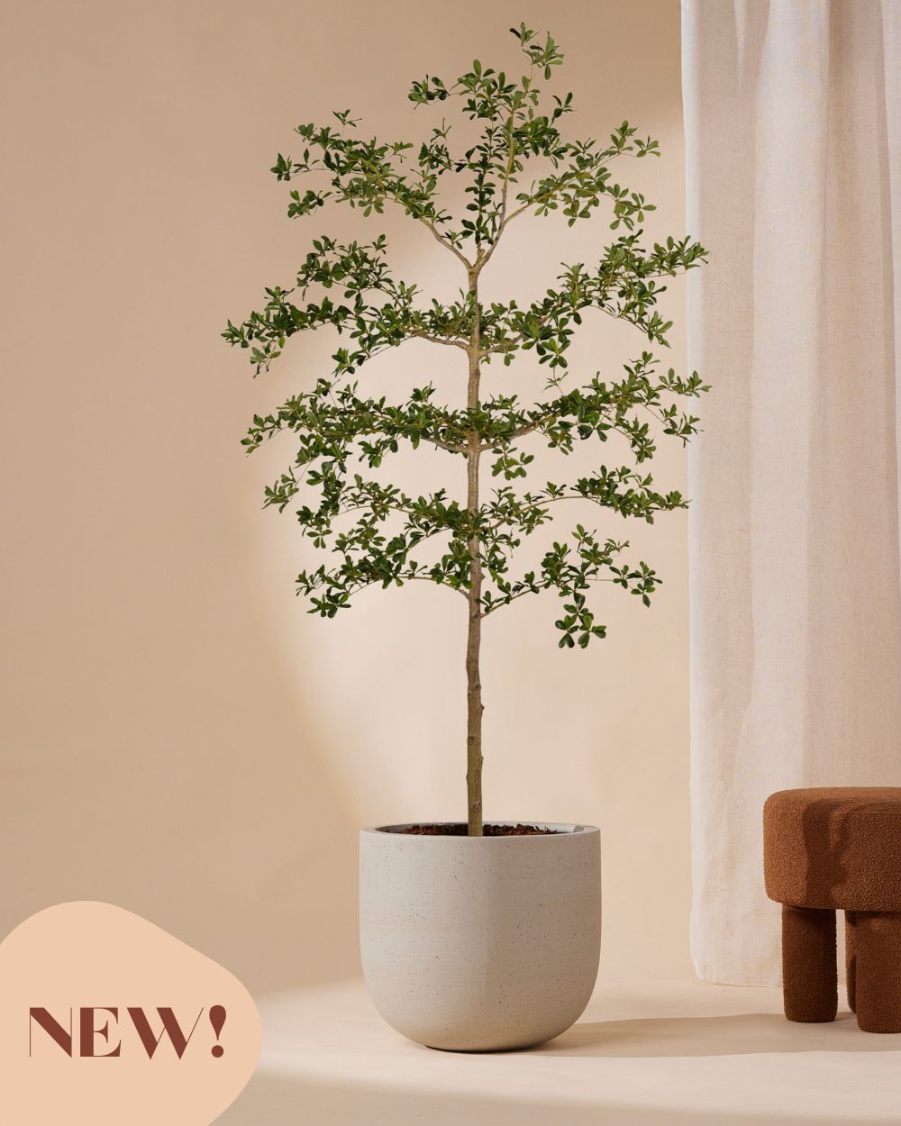 Kunstbaum Bucida 210 cm