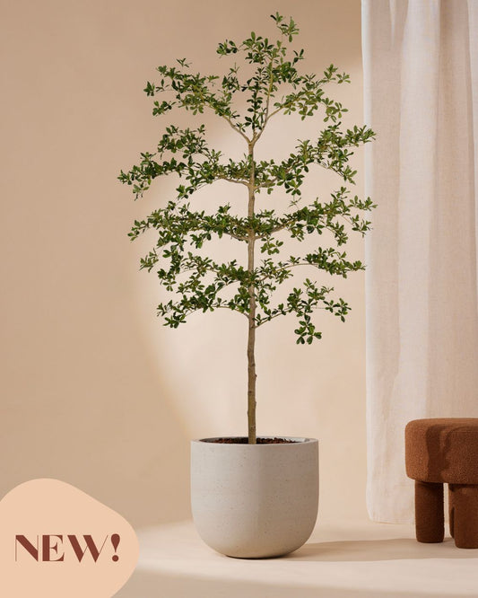 Kunstboom Bucida 210 cm