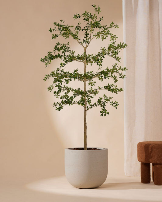 Kunstboom Bucida Deluxe  210 cm
