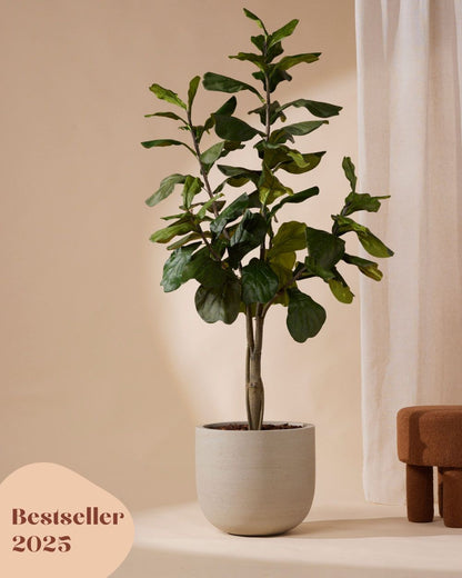 Kunstpflanze Ficus lyrata 180 cm