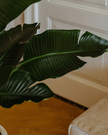 Kunstplant Strelitzia Deluxe 170 cm