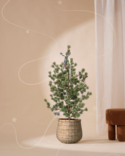 Tannenbaum 120 cm