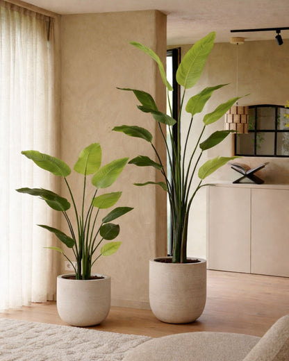 Kunstpflanze Strelitzia nicolai 150 cm – wunderschöner tropischer Touch für jedes Interieur – RHODÉ