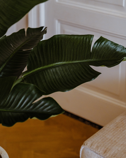 Kunstplant Strelitzia Deluxe 170 cm