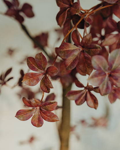 Kunstbaum Tropaeolum Burgundy 210 cm