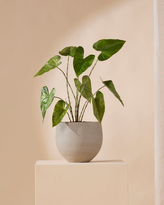 Kunstplant Alocasia zebrina 75 cm