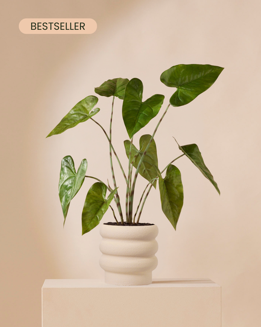 Kunstplant Alocasia zebrina 75 cm
