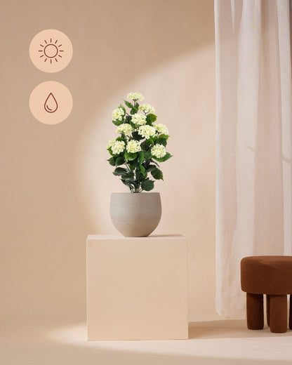 Hortensie weiß Outdoor 90 cm