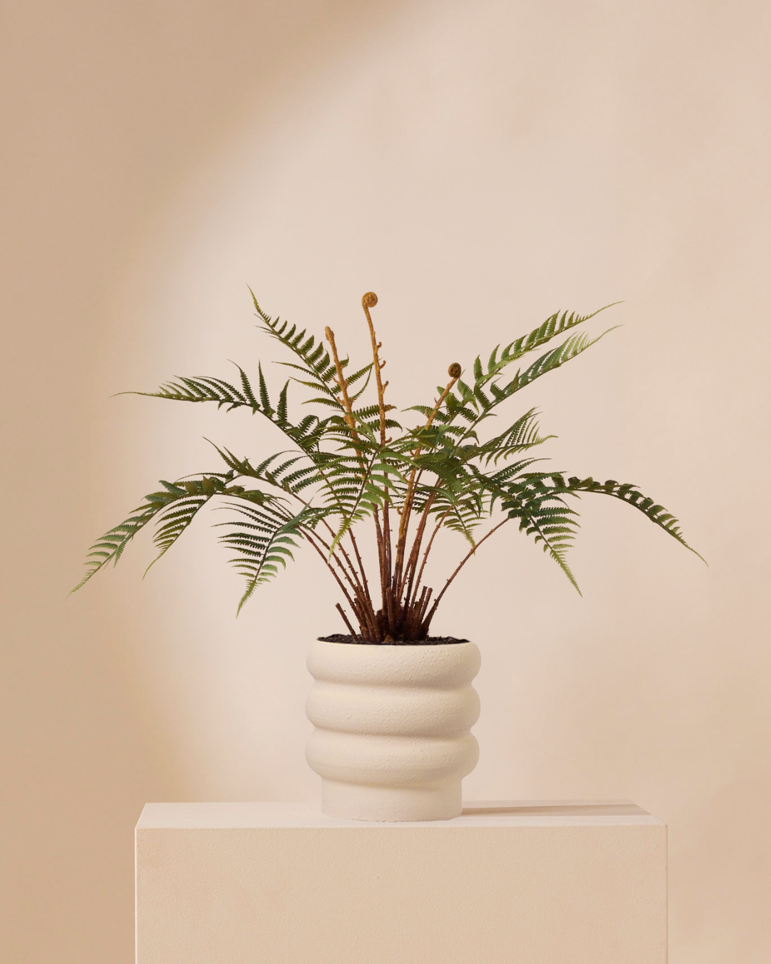 Kunstplant Varen dicksonia 60 cm