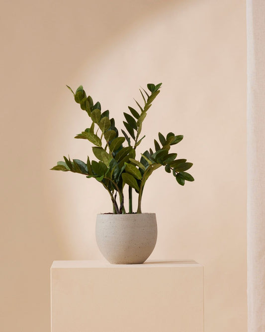 Kunstpflanze Zamioculcas 70 cm